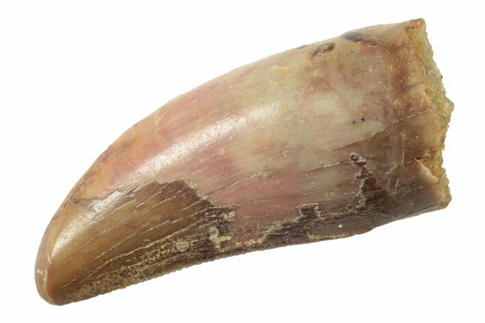 Serrated, Theropod (Deltadromeus?) Pre-Max Tooth - Morocco #238566